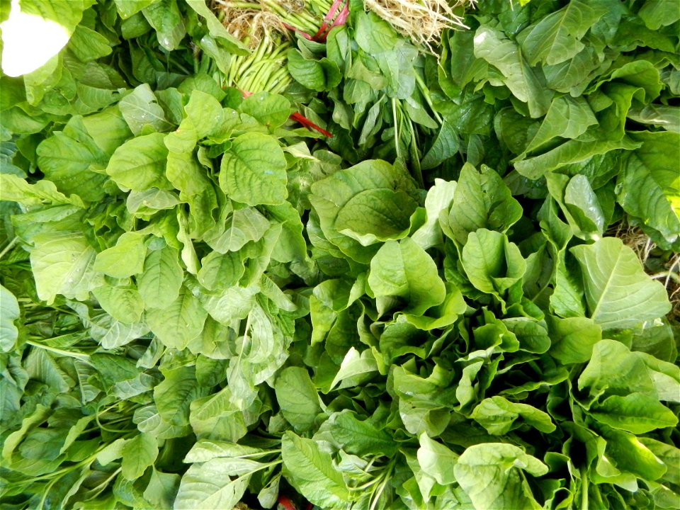 Unidentified Gomphidae over Kangkung Ipomoea aquatica or Taiwanese or Chinese Kangkung, Spinacia oleracea and Solanum melongena fields in the Philippines in Barangay Taal, Pulilan, Bulacan, Hall, Chap