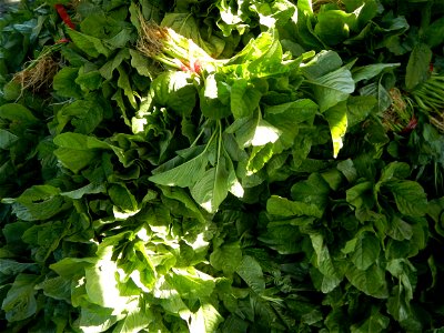 Unidentified Gomphidae over Kangkung Ipomoea aquatica or Taiwanese or Chinese Kangkung, Spinacia oleracea and Solanum melongena fields in the Philippines in Barangay Taal, Pulilan, Bulacan, Hall, Chap