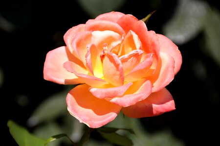 Close up rose petals photo