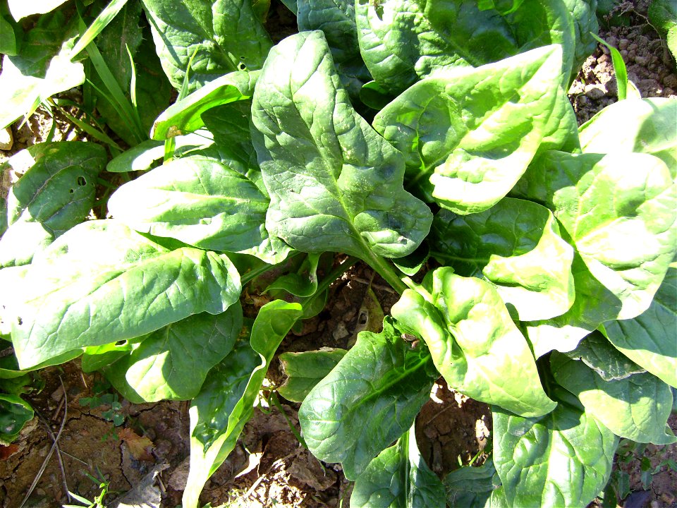 Spinach plant, Castelltallat, Catalonia