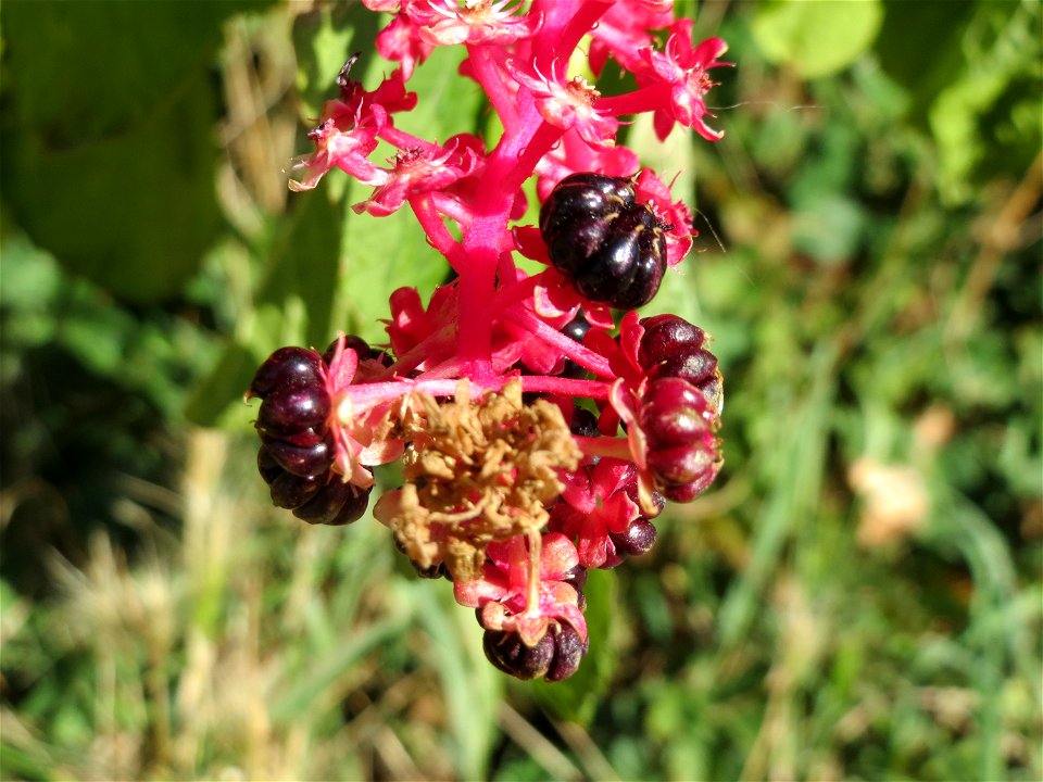 Amerikanische Kermesbeere (Phytolacca americana) in Hockenheim