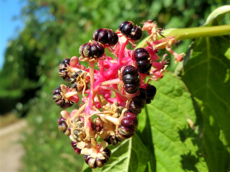 Amerikanische Kermesbeere (Phytolacca americana) in Hockenheim