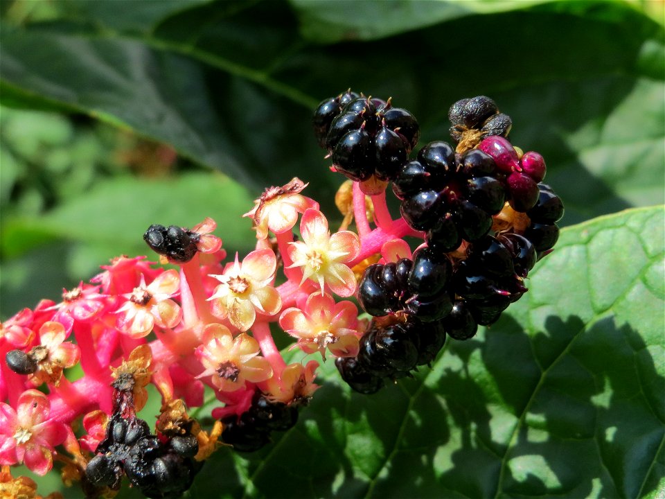 Aziatische Kermesbeere (Phytolacca acinosa) in Saarbrücken