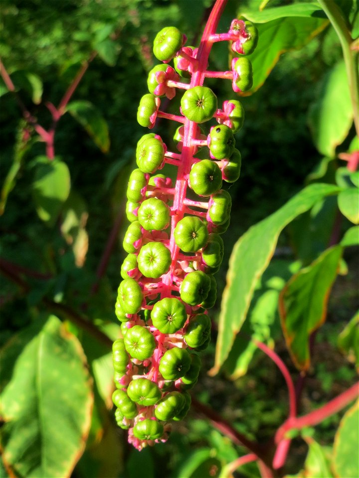 Amerikanische Kermesbeere (Phytolacca americana) - invasiv im Schwetzinger Hardt