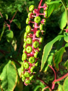 Amerikanische Kermesbeere (Phytolacca americana) - invasiv im Schwetzinger Hardt