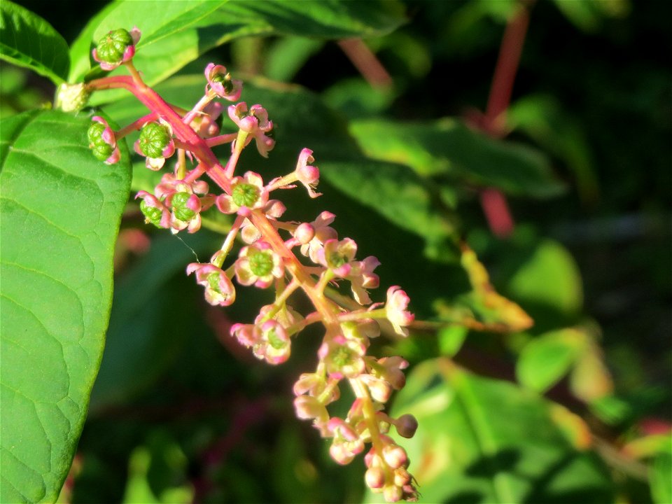 Amerikanische Kermesbeere (Phytolacca americana) -invasiv im Schwetzinger Hardt