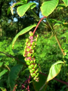 Amerikanische Kermesbeere (Phytolacca americana) -invasiv im Schwetzinger Hardt