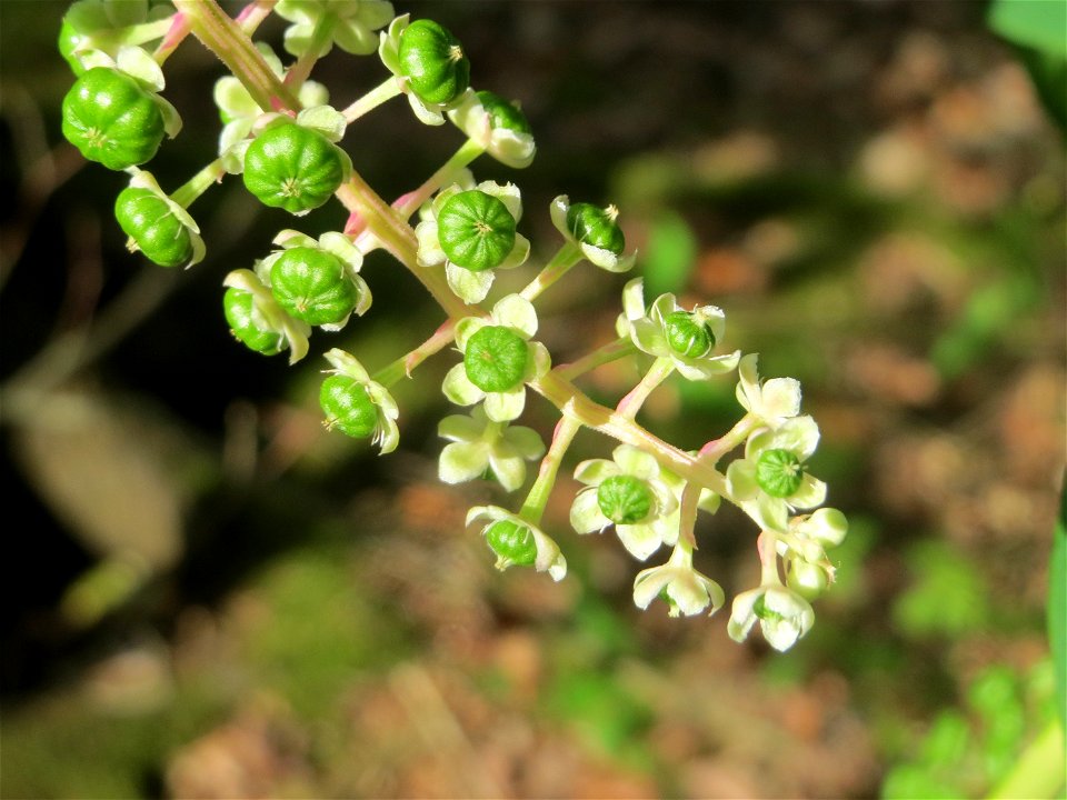 Amerikanische Kermesbeere (Phytolacca americana) - invasiv im Schwetzinger Hardt