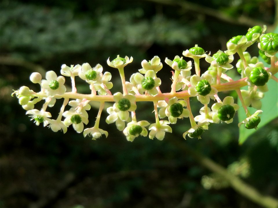 Amerikanische Kermesbeere (Phytolacca americana) - invasiv im Schwetzinger Hardt