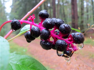 Amerikanische Kermesbeere (Phytolacca americana) im Schwetzinger Hardt
