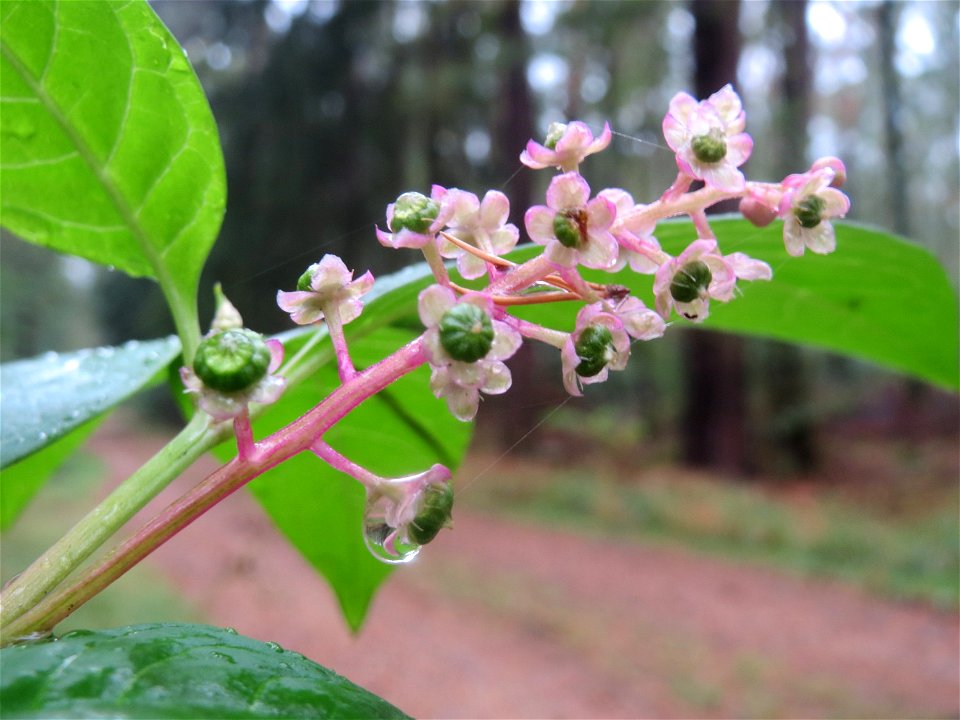 Amerikanische Kermesbeere (Phytolacca americana) - invasiv im Schwetzinger Hardt