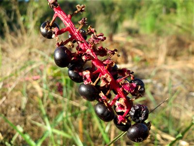 Amerikanische Kermesbeere (Phytolacca americana) - invasiv auf einer Rodungsfläche zwischen B36 und L722 im Schwetzinger Hardt