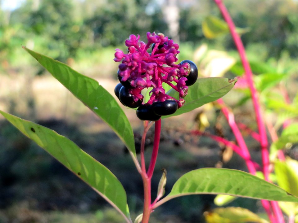 Amerikanische Kermesbeere (Phytolacca americana) - invasiv auf einer Rodungsfläche zwischen B36 und L722 im Schwetzinger Hardt