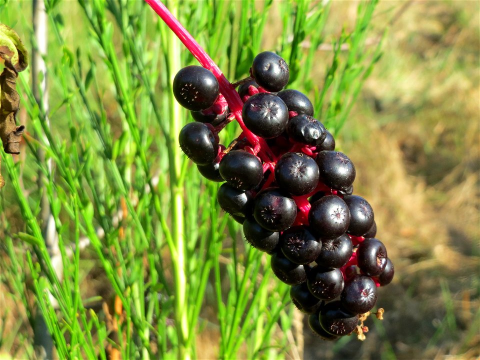 Amerikanische Kermesbeere (Phytolacca americana) - invasiv auf einer Rodungsfläche zwischen B36 und L722 im Schwetzinger Hardt