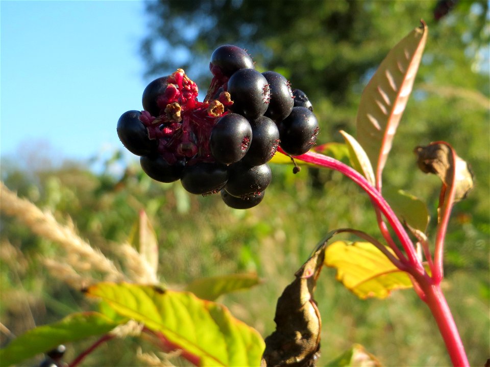 Amerikanische Kermesbeere (Phytolacca americana) - invasiv auf einer Rodungsfläche zwischen B36 und L722 im Schwetzinger Hardt