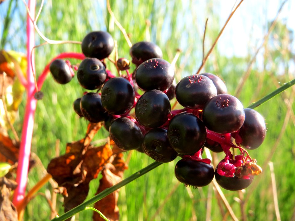 Amerikanische Kermesbeere (Phytolacca americana) - invasiv auf einer Rodungsfläche zwischen B36 und L722 im Schwetzinger Hardt