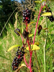 Amerikanische Kermesbeere (Phytolacca americana) - invasiv auf einer Rodungsfläche zwischen B36 und L722 im Schwetzinger Hardt