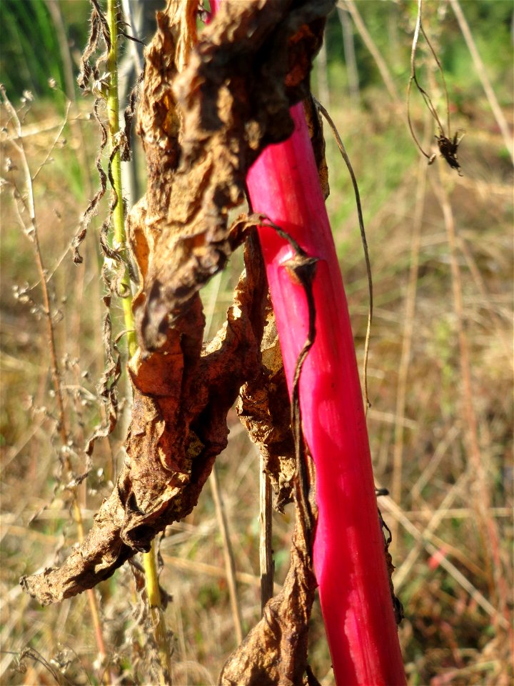 Amerikanische Kermesbeere (Phytolacca americana) - invasiv auf einer Rodungsfläche zwischen B36 und L722 im Schwetzinger Hardt