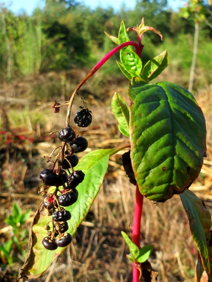 Amerikanische Kermesbeere (Phytolacca americana) - invasiv auf einer Rodungsfläche zwischen B36 und L722 im Schwetzinger Hardt