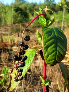 Amerikanische Kermesbeere (Phytolacca americana) - invasiv auf einer Rodungsfläche zwischen B36 und L722 im Schwetzinger Hardt