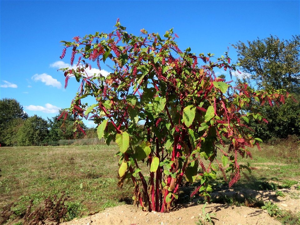 Amerikanische Kermesbeere (Phytolacca americana) - invasiv im Naturschutzgebiet Gewann Frankreich-Wiesental, Pflanze ca. 1,70 m hoch