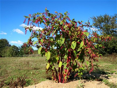 Amerikanische Kermesbeere (Phytolacca americana) - invasiv im Naturschutzgebiet Gewann Frankreich-Wiesental, Pflanze ca. 1,70 m hoch