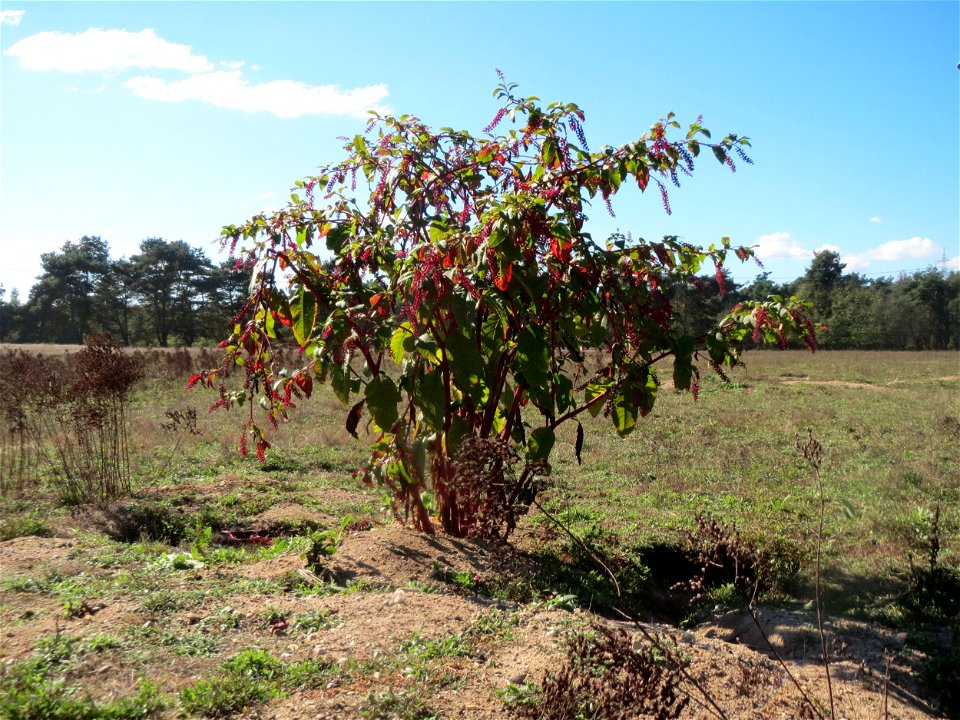 Amerikanische Kermesbeere (Phytolacca americana) - invasiv im Naturschutzgebiet Gewann Frankreich-Wiesental