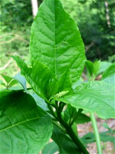Amerikanische Kermesbeere (Phytolacca americana) invasiv in der Schwetzinger Hardt