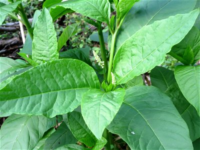 Amerikanische Kermesbeere (Phytolacca americana) invasiv in der Schwetzinger Hardt