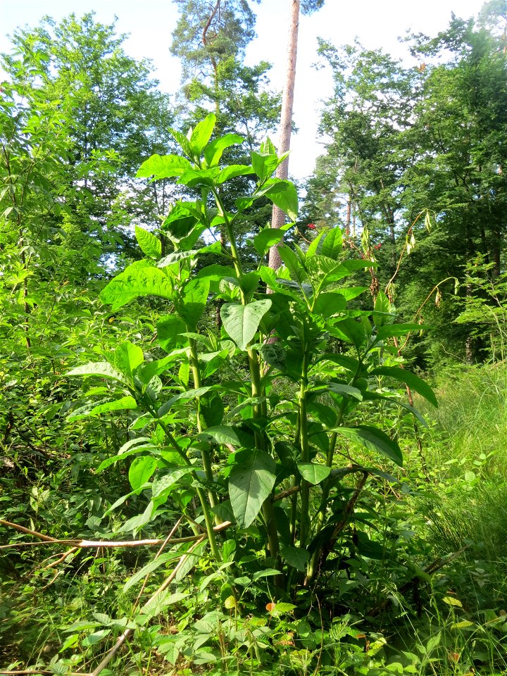 Amerikanische Kermesbeere (Phytolacca americana) invasiv in der Schwetzinger Hardt