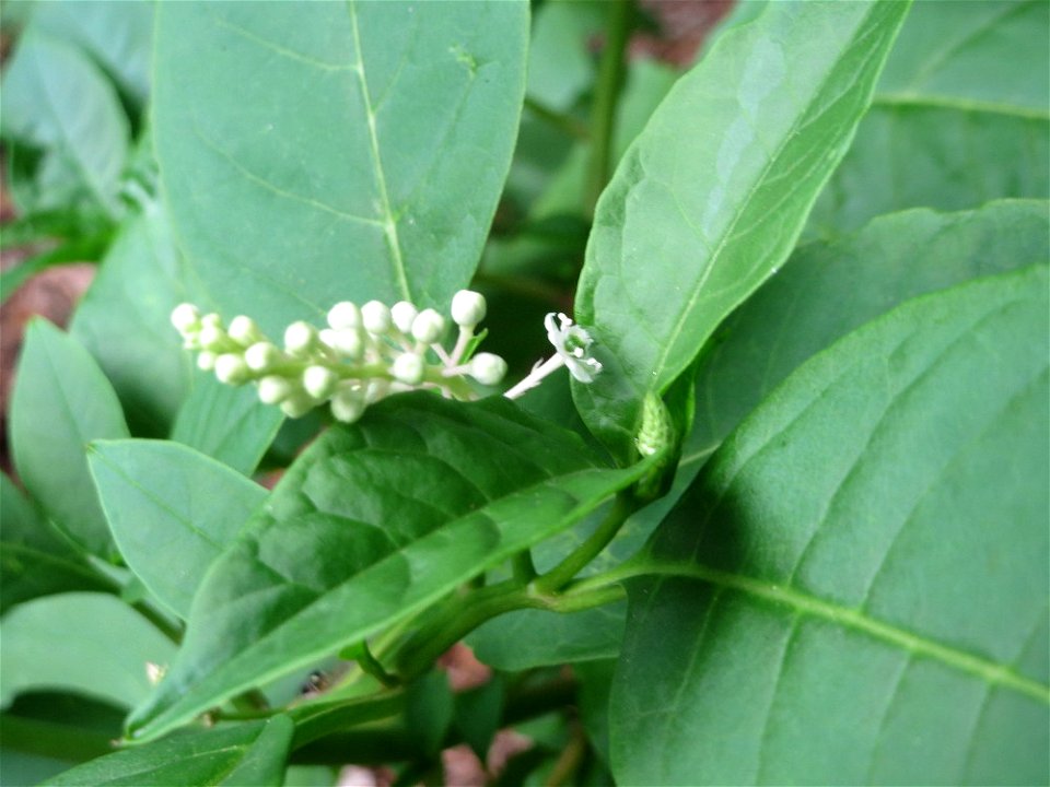 Amerikanische Kermesbeere (Phytolacca americana) - invasiv in der Schwetzinger Hardt - Ursprung: Nordamerika