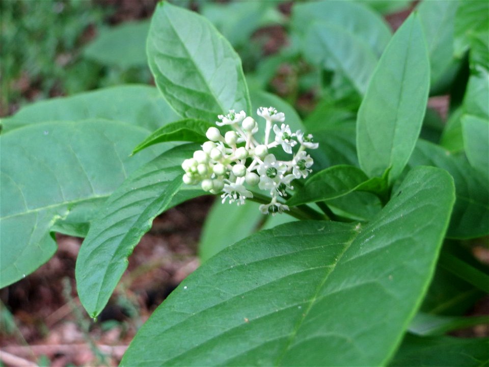 Amerikanische Kermesbeere (Phytolacca americana) - invasiv in der Schwetzinger Hardt - Ursprung: Nordamerika