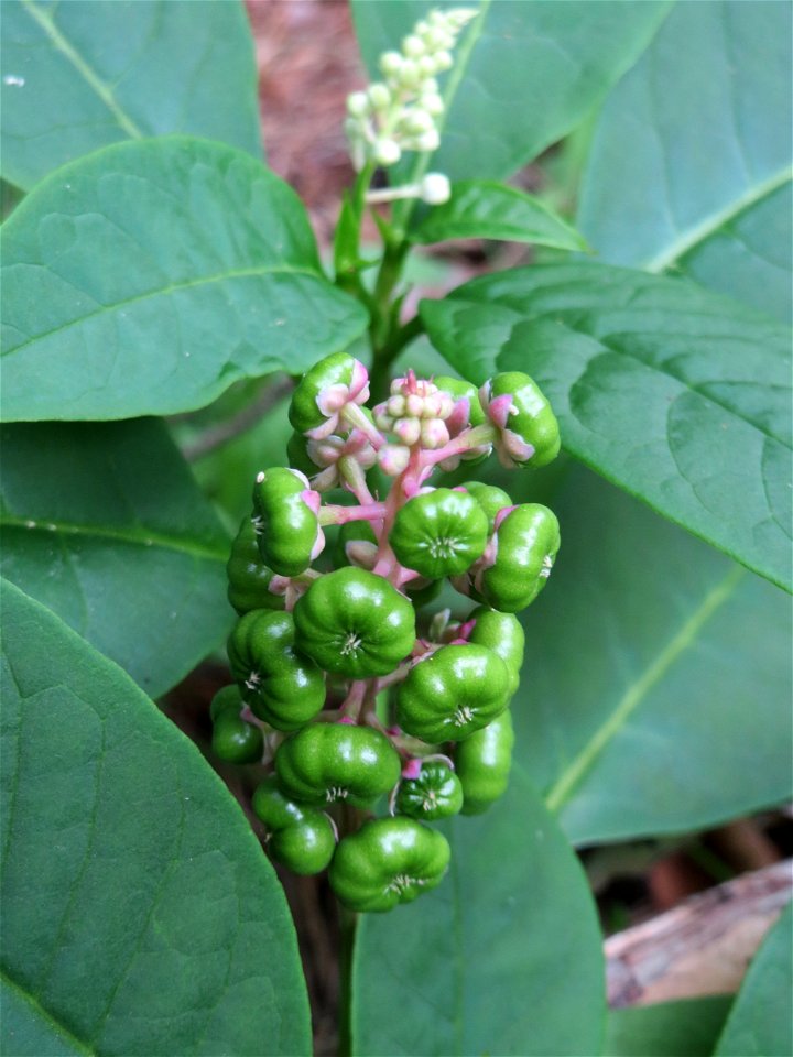 Amerikanische Kermesbeere (Phytolacca americana) - invasiv in der Schwetzinger Hardt - Ursprung: Nordamerika