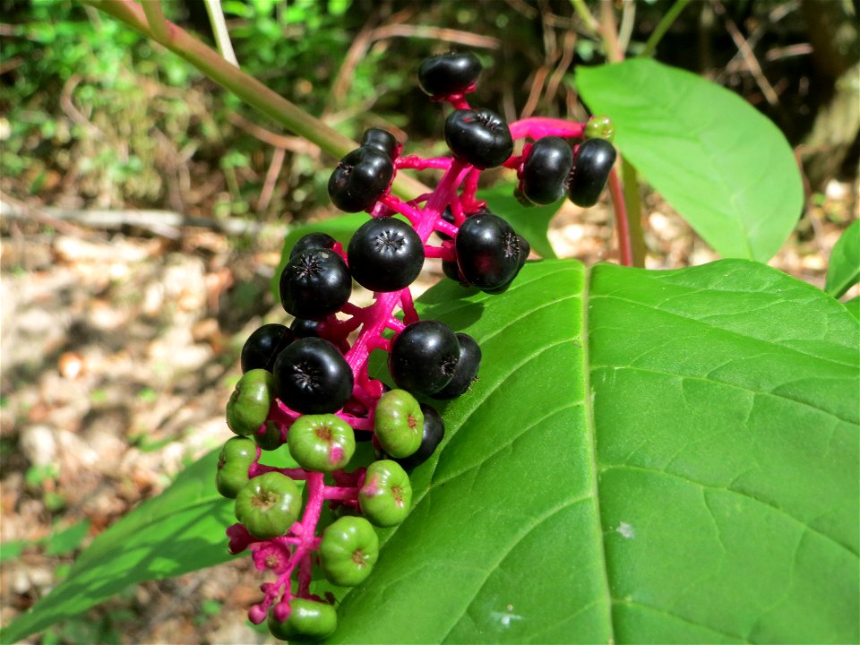 Amerikanische Kermesbeere (Phytolacca americana) - invasiv in der Schwetzinger Hardt - eingeschleppt aus Nordamerika
