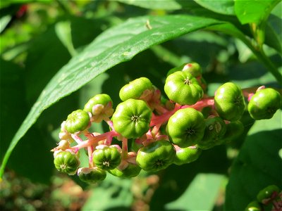 Amerikanische Kermesbeere (Phytolacca americana) - invasiv am Hockenheimer Baggersee in der Schwetzinger Hardt