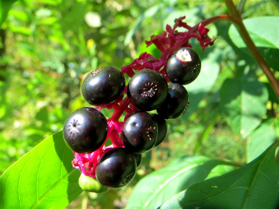 Amerikanische Kermesbeere (Phytolacca americana) - invasiv am Hockenheimer Baggersee in der Schwetzinger Hardt