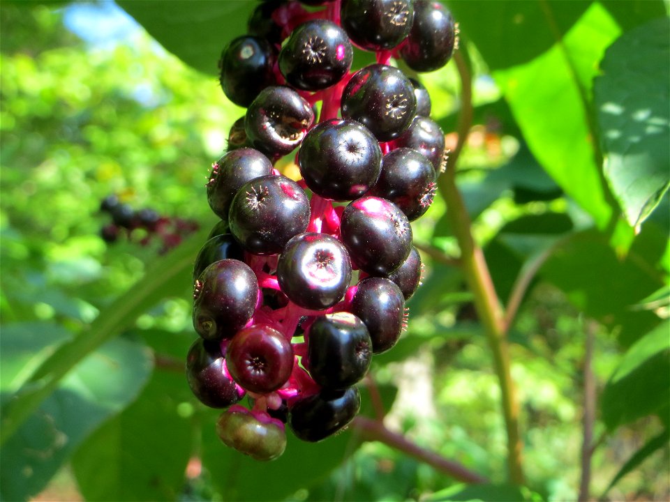 Amerikanische Kermesbeere (Phytolacca americana) - invasiv am Hockenheimer Baggersee in der Schwetzinger Hardt - eingeschleppt aus Nordamerika