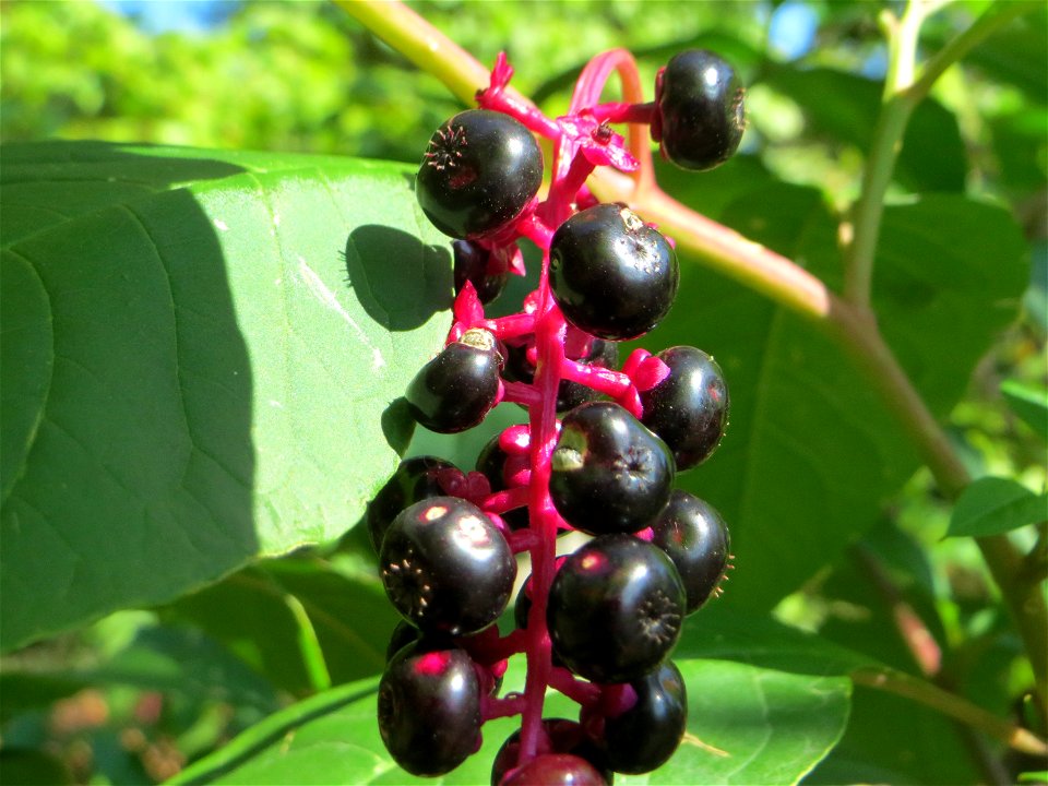 Amerikanische Kermesbeere (Phytolacca americana) - invasiv am Hockenheimer Baggersee in der Schwetzinger Hardt - eingeschleppt aus Nordamerika und nicht gerne gesehen im Wald