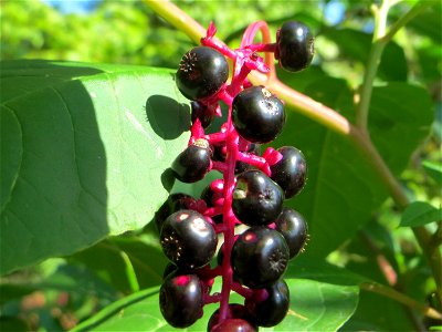 Amerikanische Kermesbeere (Phytolacca americana) - invasiv am Hockenheimer Baggersee in der Schwetzinger Hardt - eingeschleppt aus Nordamerika und nicht gerne gesehen im Wald