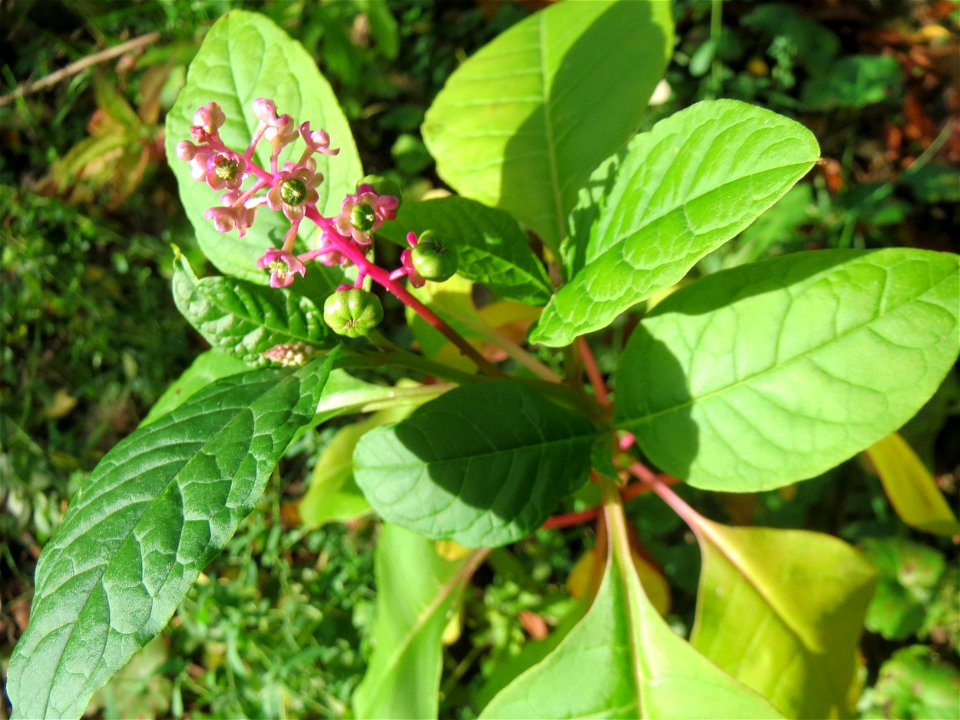 Amerikanische Kermesbeere (Phytolacca americana) - invasiv in der Schwetzinger Hardt, eingeschleppt aus Nordamerika