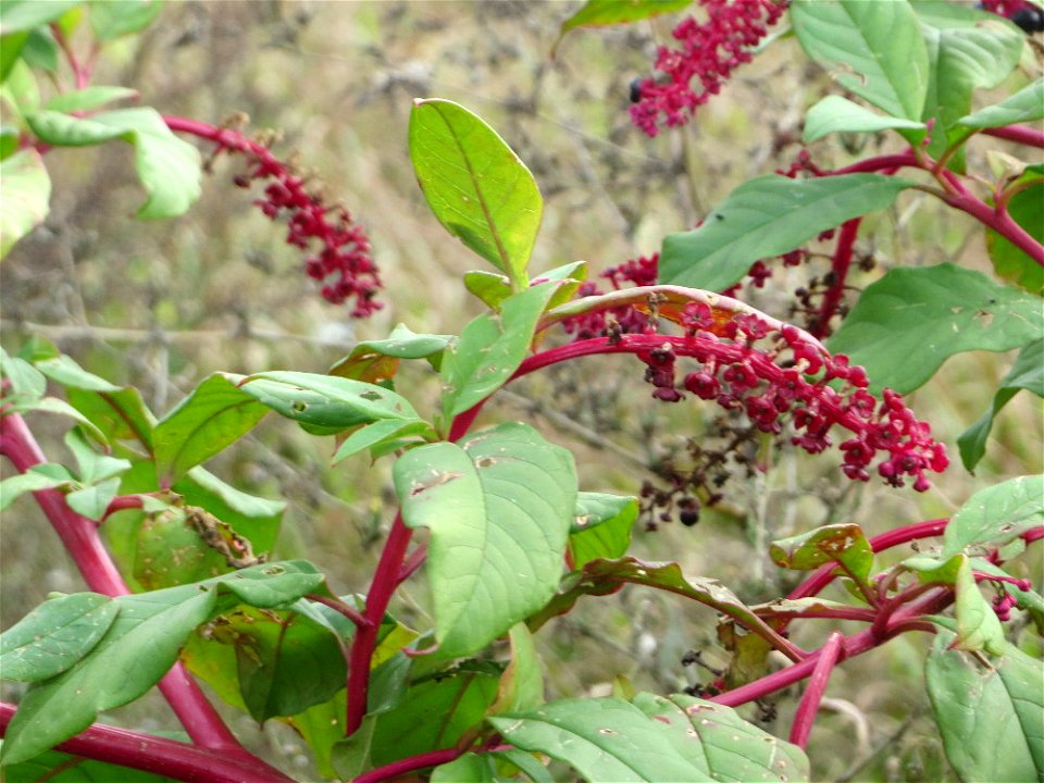 Amerikanische Kermesbeere (Phytolacca americana) in Hockenheim - eingeschleppt aus Nordamerika