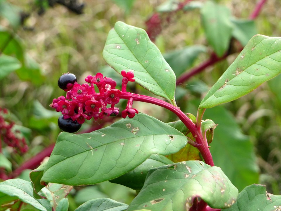 Amerikanische Kermesbeere (Phytolacca americana) in Hockenheim - eingeschleppt aus Nordamerika