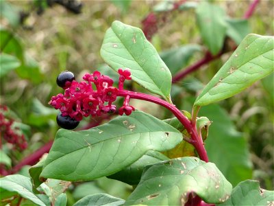 Amerikanische Kermesbeere (Phytolacca americana) in Hockenheim - eingeschleppt aus Nordamerika