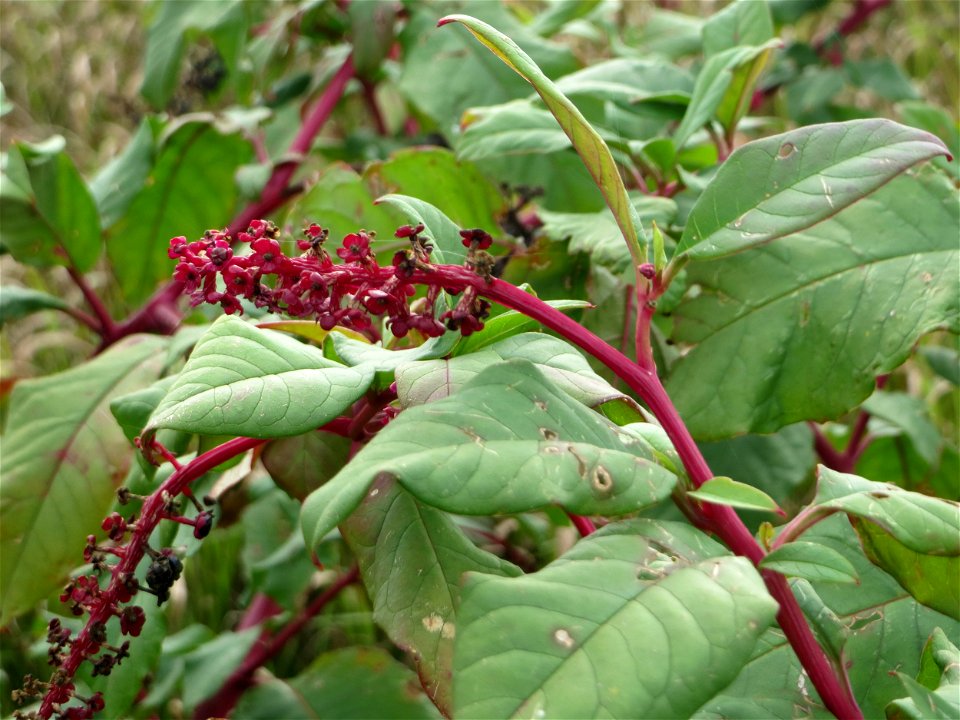 Amerikanische Kermesbeere (Phytolacca americana) in Hockenheim - eingeschleppt aus Nordamerika