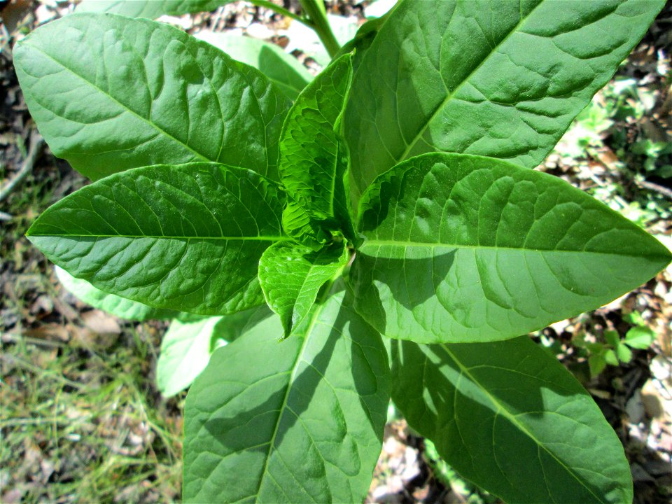 Amerikanische Kermesbeere (Phytolacca americana) in der Schwetzinger Hardt - eingeschleppt aus Nordamerika
