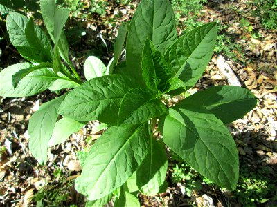 Amerikanische Kermesbeere (Phytolacca americana) in der Schwetzinger Hardt - eingeschleppt aus Nordamerika