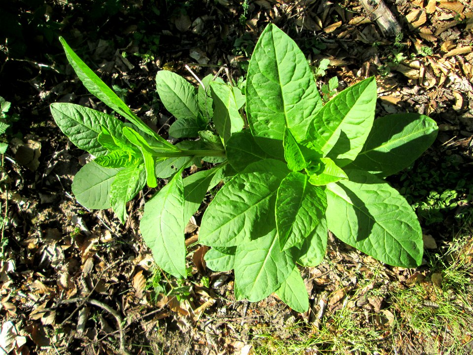 Amerikanische Kermesbeere (Phytolacca americana) in der Schwetzinger Hardt - eingeschleppt aus Nordamerika