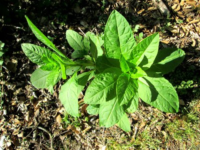 Amerikanische Kermesbeere (Phytolacca americana) in der Schwetzinger Hardt - eingeschleppt aus Nordamerika
