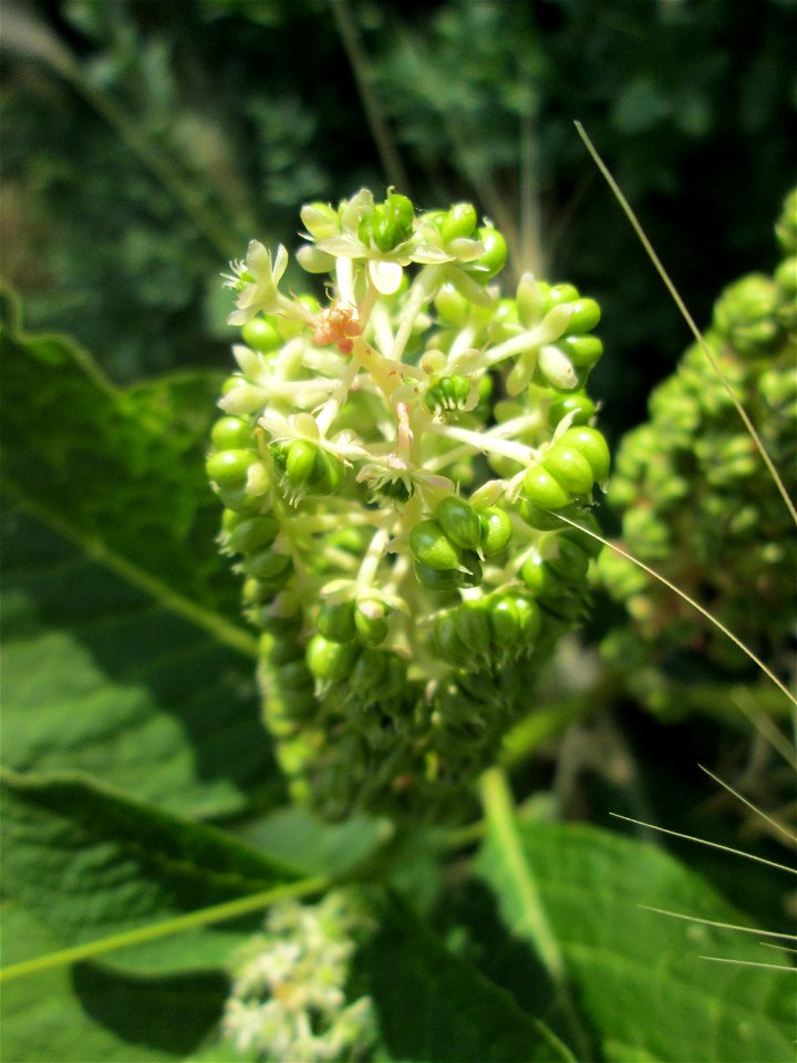 Indische Kermesbeere (Phytolacca acinosa) in Hockenheim - eingeschleppt aus Nordamerika