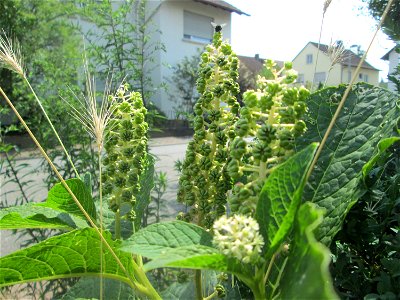 Indische Kermesbeere (Phytolacca acinosa) in Hockenheim - eingeschleppt aus Nordamerika